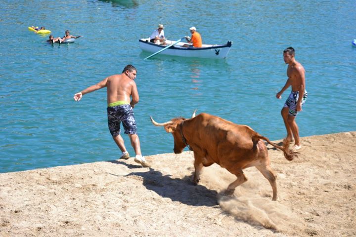 Bous a la mar (bulls to the sea)